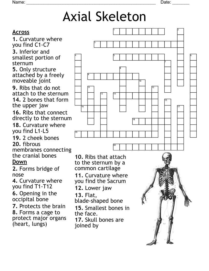 Axial Skeleton Crossword WordMint Axial Skeleton Crossword WordMint