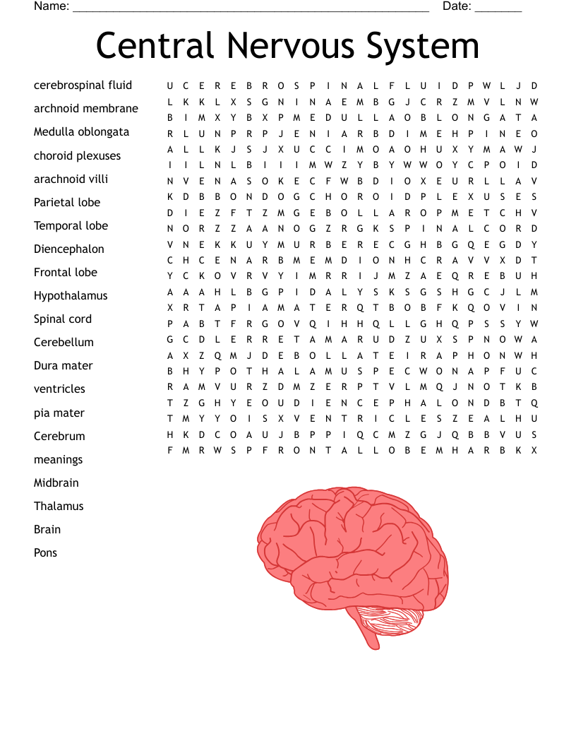 Nervous System Word Search Printable Nervous System Word Search Printable