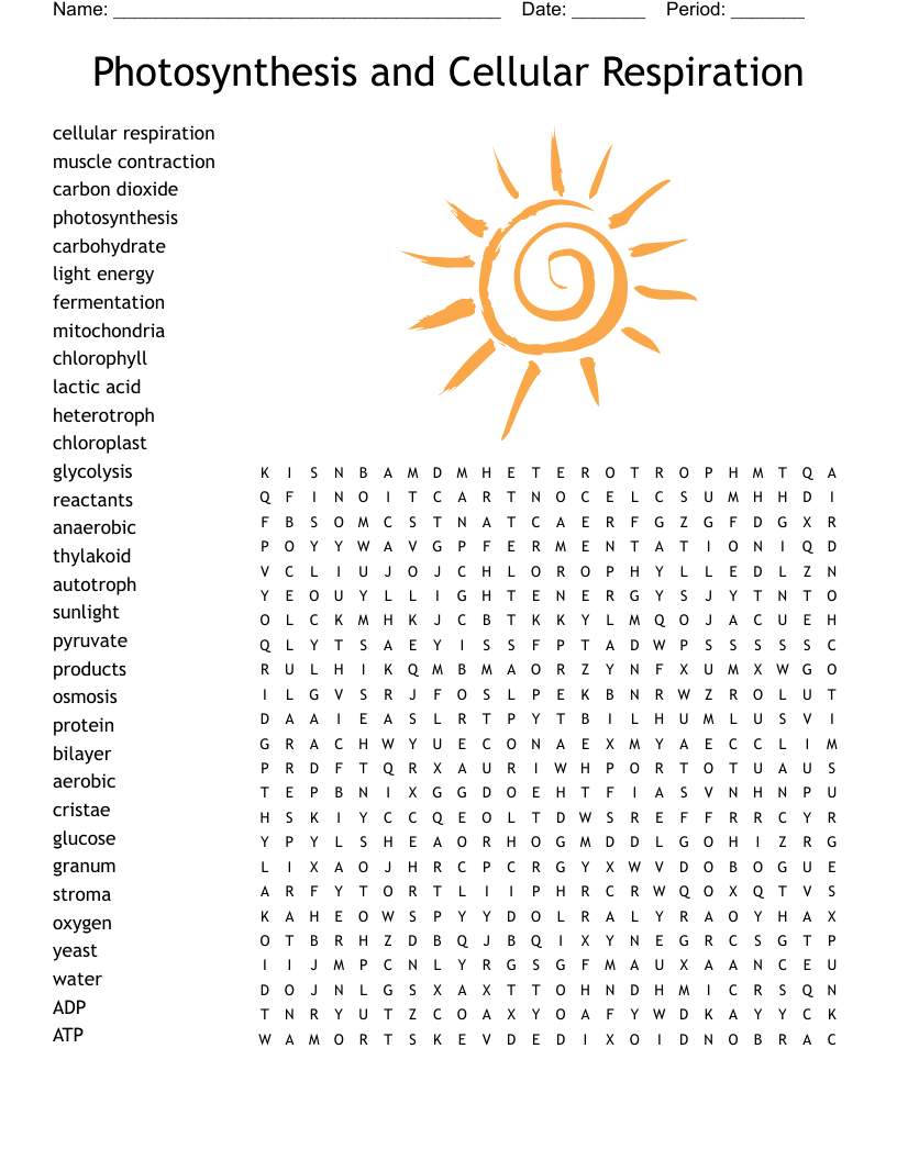 Photosynthesis And Cellular Respiration Word Search WordMint Photosynthesis And Cellular Respiration Word Search WordMint