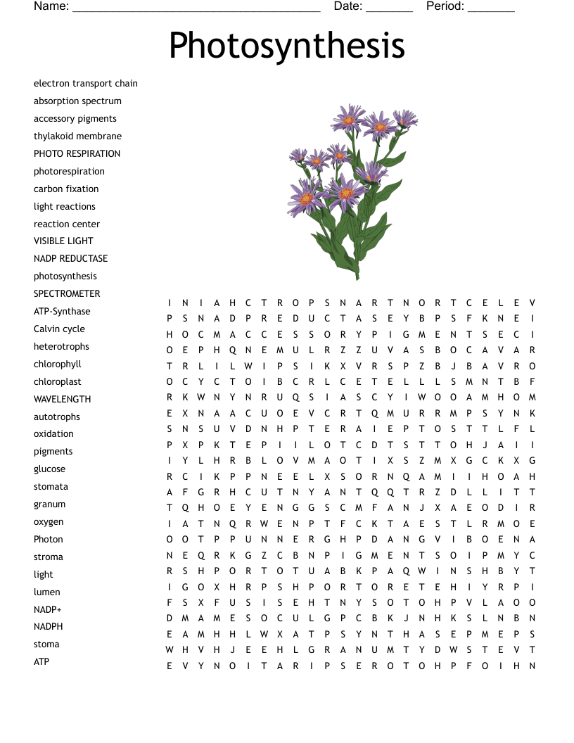 Photosynthesis Word Search WordMint Photosynthesis Word Search WordMint