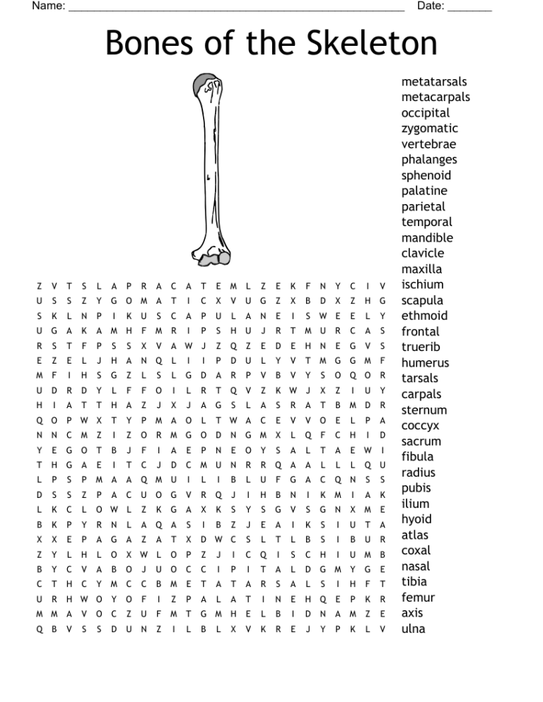 Skeletal System Word Search WordMint