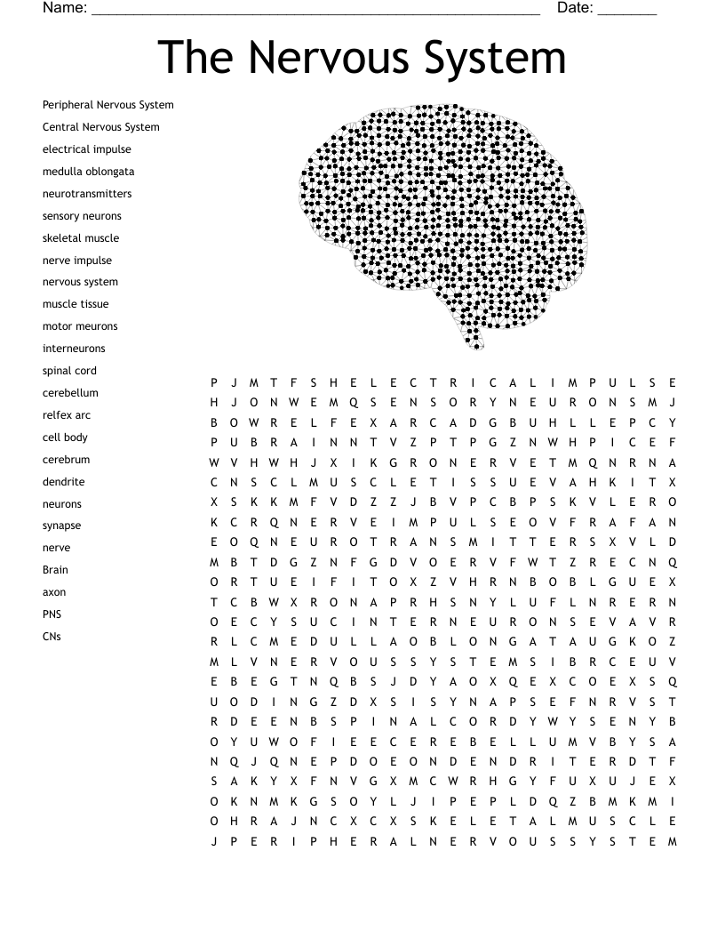 The Nervous System Word Search WordMint The Nervous System Word Search WordMint